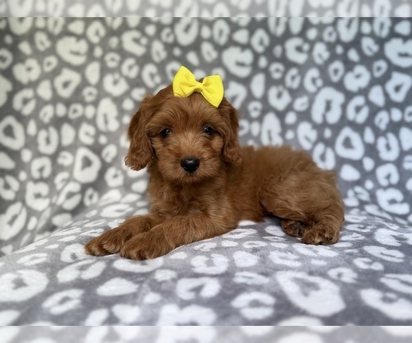 Medium Photo #4 Cavapoo (Miniature) Puppy For Sale in LAKELAND, FL, USA