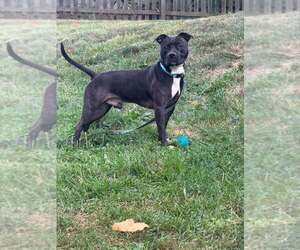 Zorro - Male Staffordshire Bull Terrier-Unknown Mix Dog for Adoption - Photo #3
