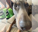 Small #3 Doberman Pinscher