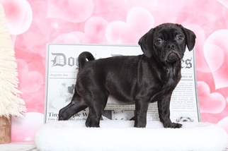 Puggle Puppy for sale in BEL AIR, MD, USA