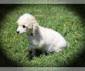 Mother of the Poodle (Toy) puppies born on 07/15/2023