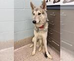 Small Siberian Husky