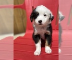 Small Photo #16 Miniature Australian Shepherd Puppy For Sale in LAKELAND, FL, USA