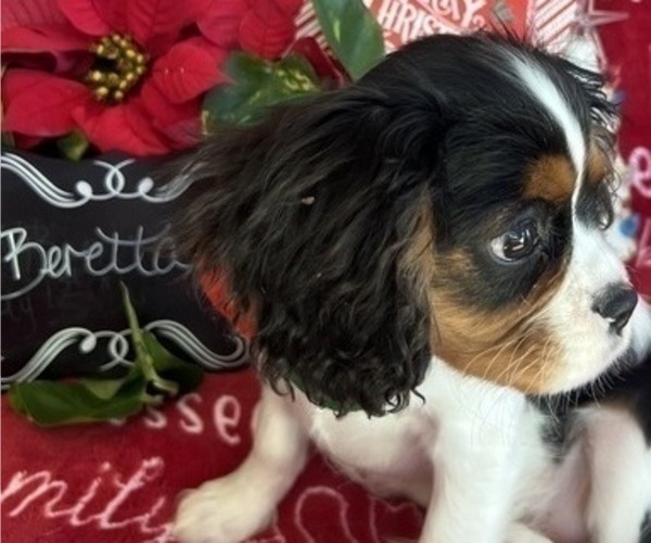 Medium Photo #6 Cavalier King Charles Spaniel Puppy For Sale in ABILENE, TX, USA