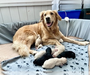 Mother of the Goldendoodle puppies born on 08/18/2022