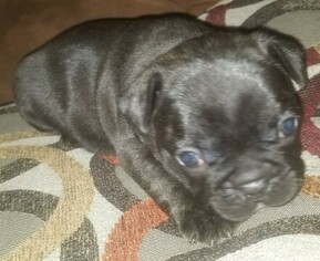 French Bulldog Puppy for sale in LADSON, SC, USA