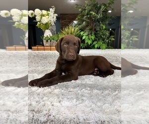 Labrador Retriever Puppy for sale in GREENFIELD, IN, USA