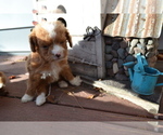 Small Photo #1 Poodle (Miniature) Puppy For Sale in GREENWOOD, WI, USA