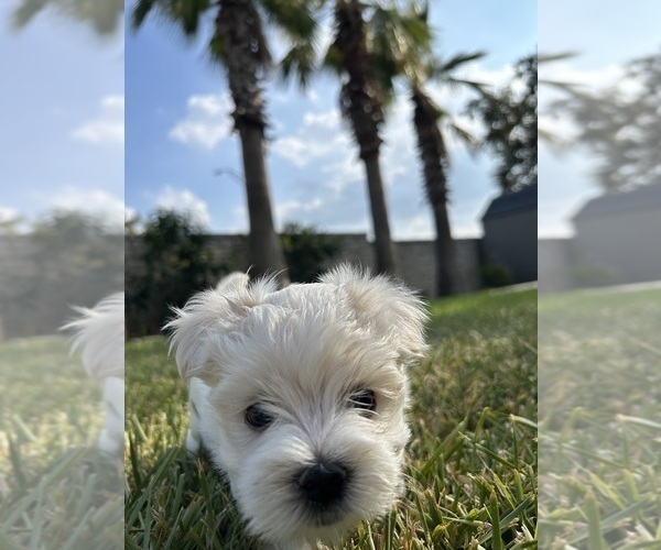 Medium Photo #3 Maltese Puppy For Sale in SAN ANTONIO, TX, USA