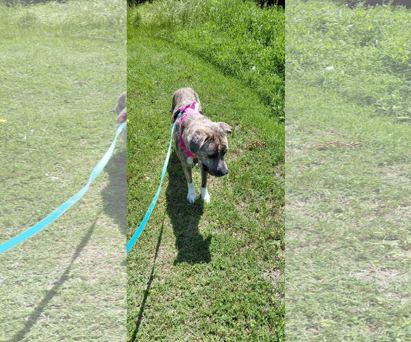 Medium Photo #8 Great Pyrenees-Plott Hound Mix Puppy For Sale in McKinney, TX, USA