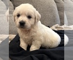 Small #6 English Cream Golden Retriever