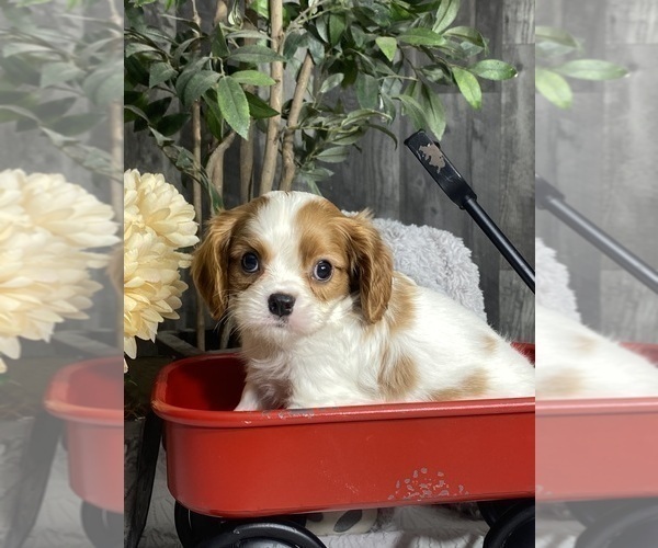 Medium Photo #5 Cavalier King Charles Spaniel Puppy For Sale in CANOGA, NY, USA