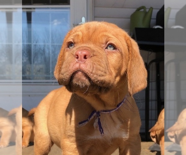Medium Photo #2 Dogue de Bordeaux Puppy For Sale in SAVOY, MA, USA