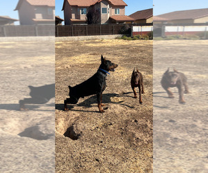 Doberman Pinscher Litter for sale in FRESNO, CA, USA