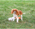 Small #3 Cavalier King Charles Spaniel