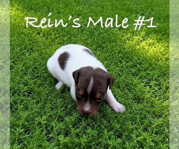 Medium Photo #5 Jack Russell Terrier Puppy For Sale in KINGSVILLE, MO, USA