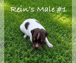 Small Photo #5 Jack Russell Terrier Puppy For Sale in KINGSVILLE, MO, USA