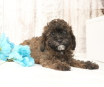 Small #2 Poodle (Miniature)