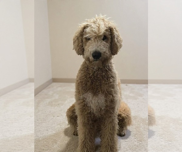 Medium Photo #4 Poodle (Standard)-Unknown Mix Puppy For Sale in Westwood, NJ, USA