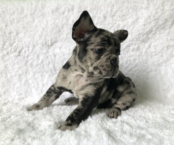 Medium Photo #1 French Bulldog Puppy For Sale in LANCASTER, CA, USA
