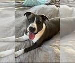 Small #4 Staffordshire Bull Terrier