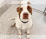 SHEPHERD - Male Staffordshire Bull Terrier Dog for Adoption - Small photo