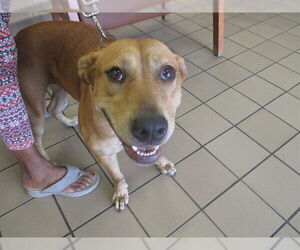 Redbone Coonhound Dogs for adoption in Ocala, FL, USA