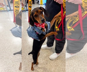 Doxle Dogs for adoption in Germantown, OH, USA