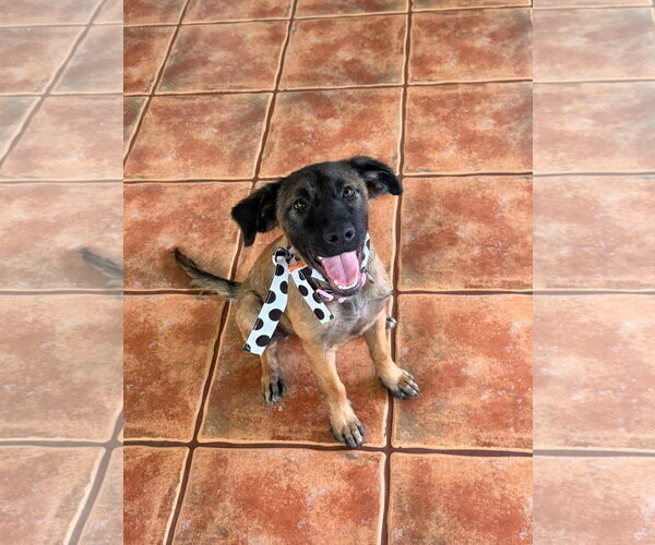 Medium Photo #1 Mutt Puppy For Sale in Virginia Beach, VA, USA