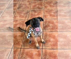 Mutt Dogs for adoption in Virginia Beach, VA, USA