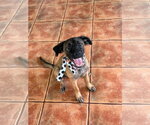 Small Mutt