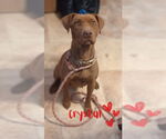 Small #14 American Pit Bull Terrier-American Staffordshire Terrier Mix