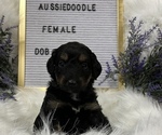 Puppy 5 Aussiedoodle Miniature 