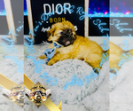 Small #1 Shih Tzu