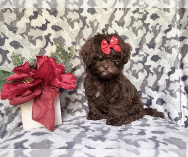 Medium Photo #8 ShihPoo Puppy For Sale in LAKELAND, FL, USA