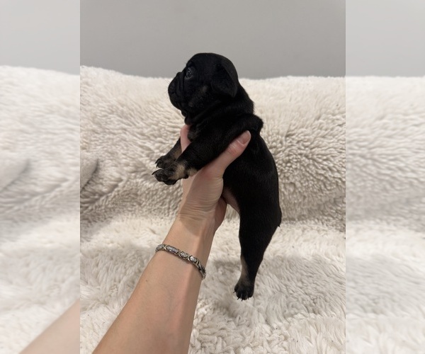 Medium Photo #3 French Bulldog Puppy For Sale in KALISPELL, MT, USA