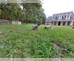 Small Photo #2 German Shorthaired Pointer Puppy For Sale in QUITMAN, TX, USA
