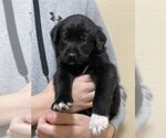 Small Photo #1 German Wirehaired Pointer-Unknown Mix Puppy For Sale in Duluth, MN, USA