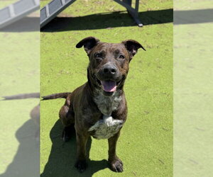 Staffordshire Bull Terrier Dogs for adoption in Sugar Land, TX, USA