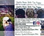 Small Photo #8 Shih Tzu Puppy For Sale in DISPUTANTA, VA, USA