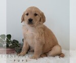 Small #4 Golden Retriever