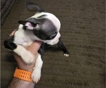 Small #6 Boston Terrier