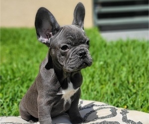 French Bulldog Puppy for sale in MIAMI, FL, USA