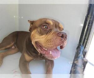 American Pit Bull Terrier-Unknown Mix Dogs for adoption in Houston, TX, USA