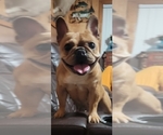 Small Photo #13 French Bulldog-Olde English Bulldogge Mix Puppy For Sale in WAYNE, MI, USA