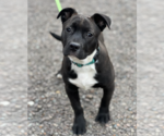 Small Photo #2 American Pit Bull Terrier Puppy For Sale in Redmond, WA, USA