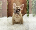 Small Photo #1 French Bulldog Puppy For Sale in FOLSOM, CA, USA