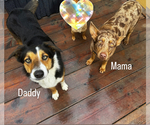 Small Photo #1 Border Collie-Catahoula Leopard Dog Mix Puppy For Sale in AMERICAN CANYON, CA, USA
