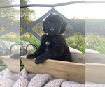 Puppy 5 Bordoodle