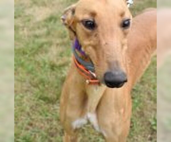 Medium Photo #1 Greyhound Puppy For Sale in Grandville, MI, USA